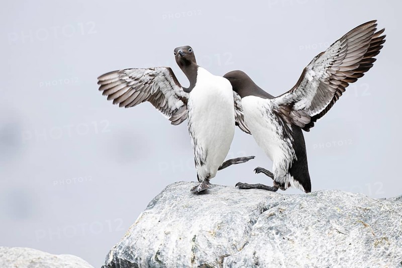 Guillemot (Uria aalge), two birds flapping their wings, Hornøya Island, Vardø, Varanger, Finnmark, Norway