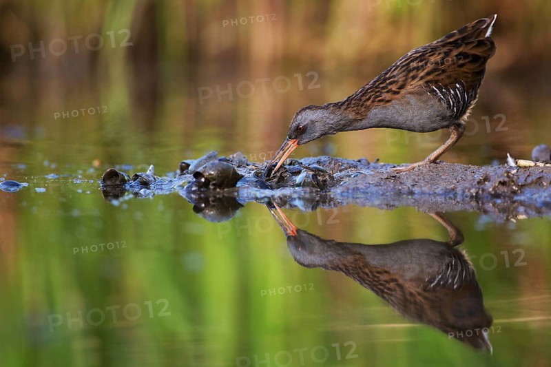 Water Rail (Rallus aquaticus) foraging, Saxony, Germany
