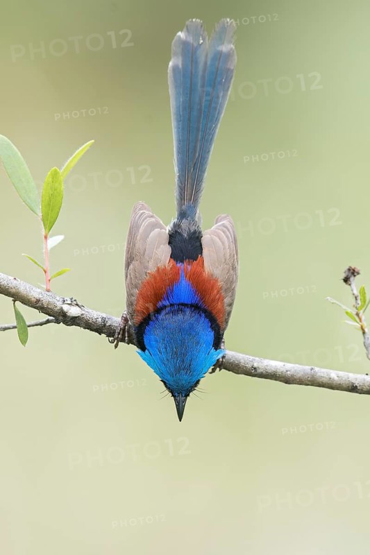 Purple-backed Fairywren (Malurus assimilis) perched on a branch in eastern Australia