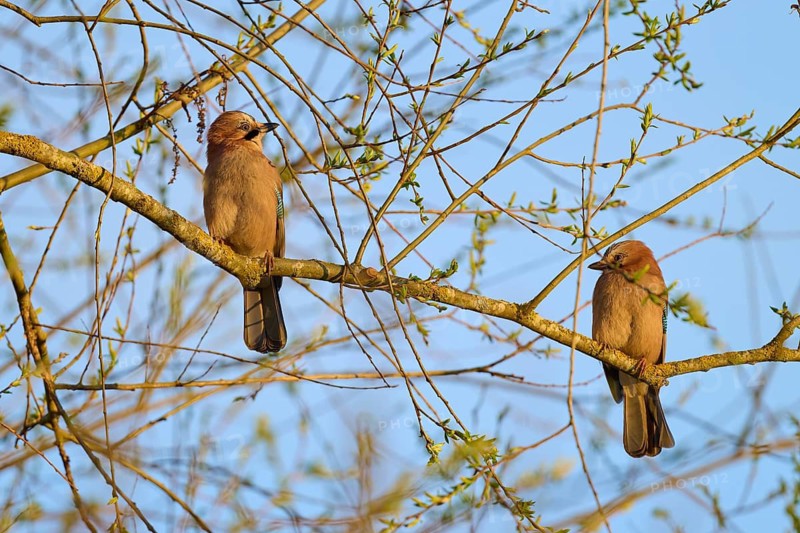 Two jays sitting on a branch in a spring-like setting, jay (Garrulus glandarius), spring, bird island, Altmühlsee, Muhr am See, Gunzenhausen, Franconian Lake District, Bavaria, Germany