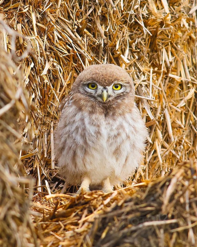 Little owl (Athene noctua) young bird sitting on a bale of straw, endangered bird species in Central Europe, view into the camera, wildlife, owl, HANSAG, Lake Neusiedl, Burgenland, Austria