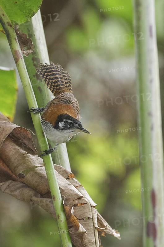 Bay Wren (Cantorchilus nigricapillus), Los Rios, Ecuador