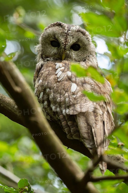 Tawny owl (Strix aluco) sitting in a tree, captive, Bavaria, Germany