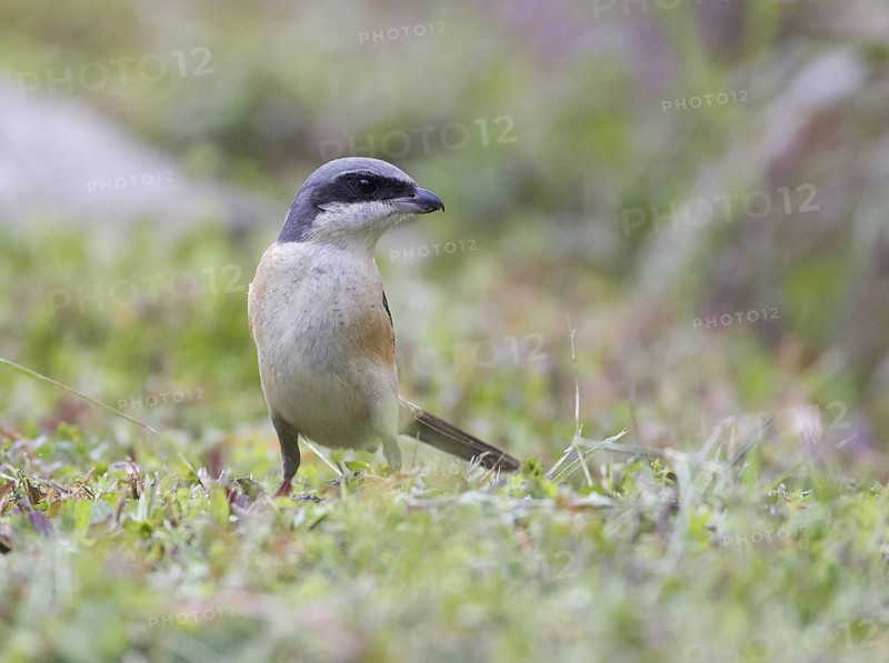 Grey-backed Shrike (Lanius tephronotus), Thailand