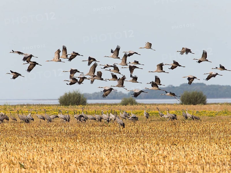 Common Crane (Grus grus) group flying, Mecklenburg-Western Pomerania, Germany