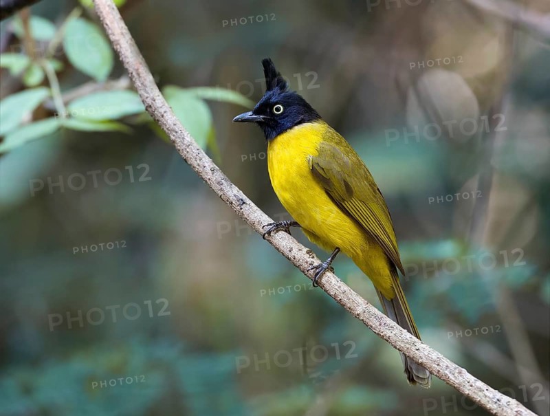 Black-crested Bulbul (Pycnonotus flaviventris), Kaeng, Krachan, Thailand