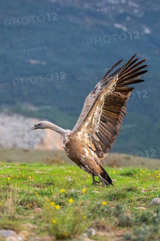 Griffon Vultures (Gyps fulvus) fighting on a flowering meadow in autumn, Pyrenees, Catalonia, Spain