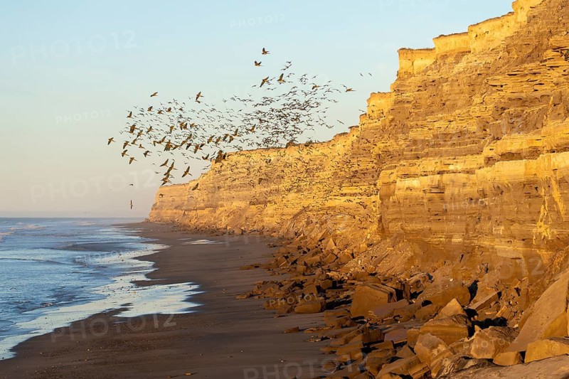 Rock parakeets (Cyanoliseus patagonus), flock flying in the morning light along steep sandstone cliffs on the coast, El Cóndor, Río Negro, Argentina