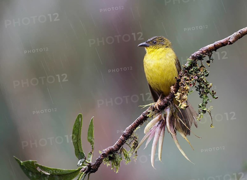 Olive-green Tanager (Orthogonys chloricterus) perched on a branch, Atlantic rainforest, Brazil
