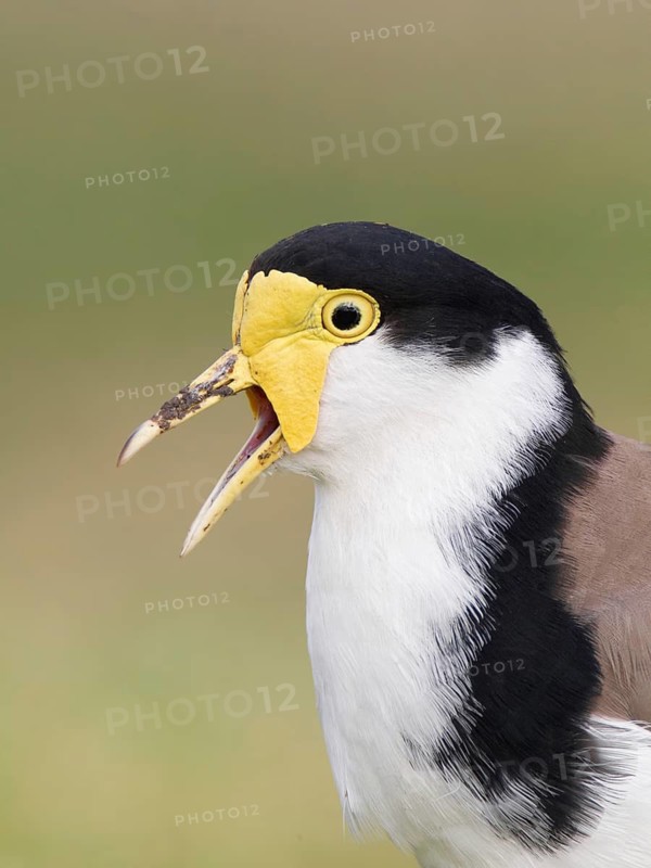 Masked Lapwing (Vanellus miles), Victoria, Australia