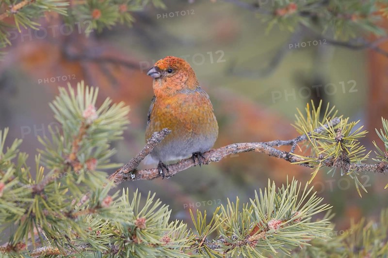 Pine Grosbeak - Hakengimpel - Pinicola enucleator, Finland