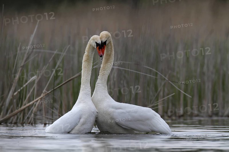 Mute Swan (Cygnus olor) pair courting, Mecklenburg-Western Pomerania, Germany