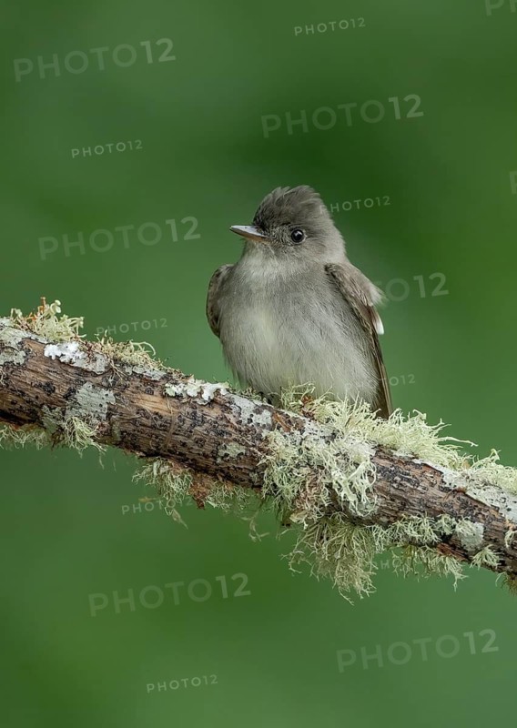 Eastern Wood Pewee (Contopus virens), Texas, USA