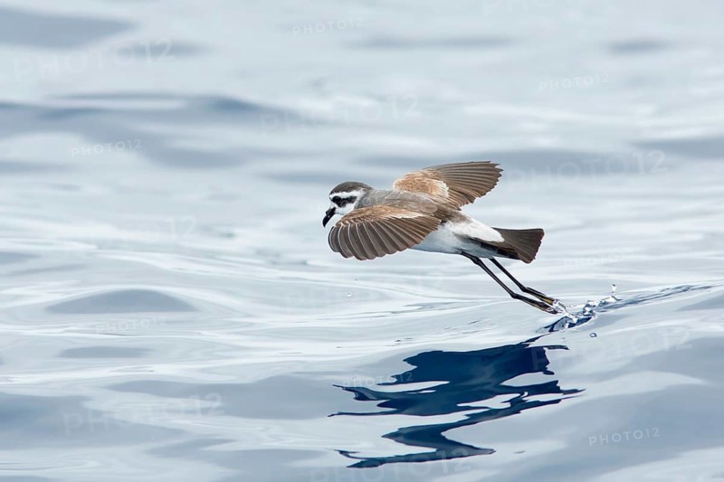 White-faced Storm Petrel (Pelagodroma marina) flying, Victoria, Australia