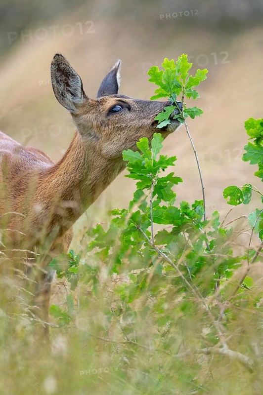 Female roe deer (Capreolus capreolus) in a meadow, grazing on a leaf, feeding, browsing, Vechta, Lower Saxony, Germany