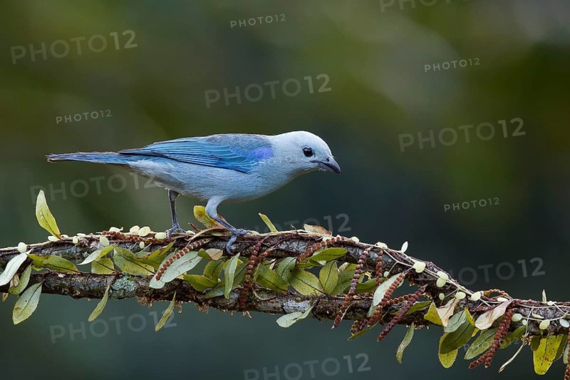 Blue-grey Tanager (Thraupis episcopus) perched on a branch, Costa Rica