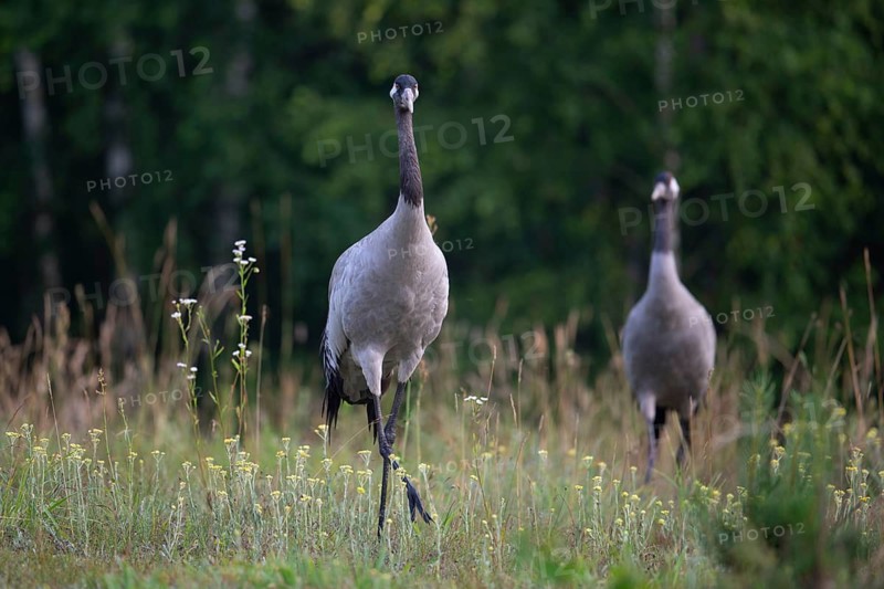 European crane (Grus grus), cranes, pair in forest clearing, Podlaskie Voivodeship, Poland