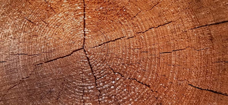 Detailed view of the annual rings of a tree trunk with visible wood structure, Thuringian Forest nature park Park