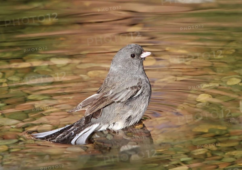 Slate-colored Junco (Junco hyemalis hyemalis), Saskatchewan, Canada