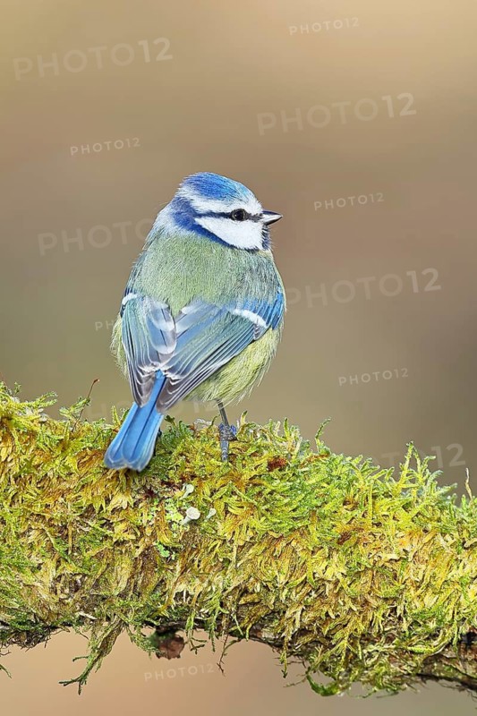 Blue tit (Parus caeruleus), sitting on moss-covered dead wood, back view, Wilnsdorf, North Rhine-Westphalia, Germany