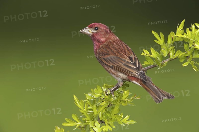 Purple Finch (Haemorhous purpureus) male, British Columbia, Canada