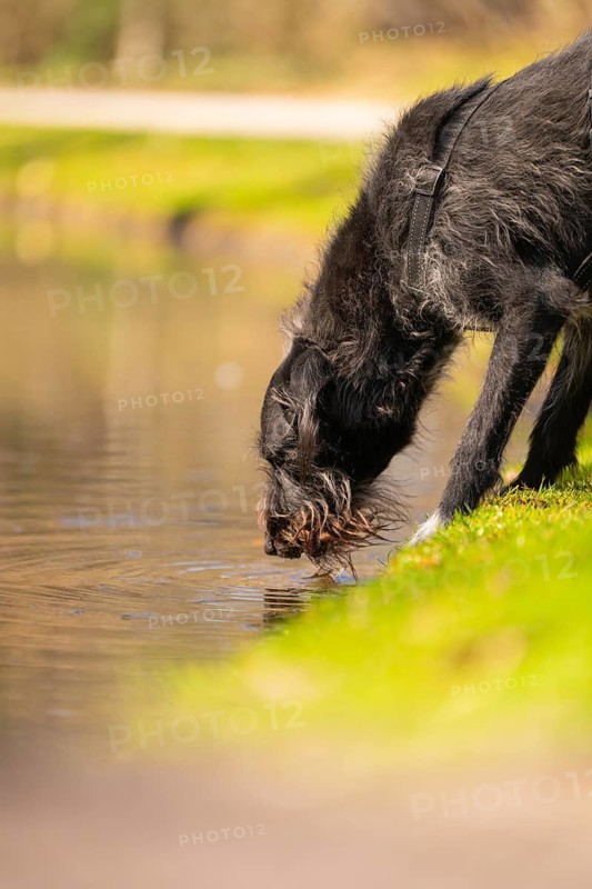 Dog drinking from a calm lake, relaxed atmosphere with natural surroundings, Calw, Black Forest, Germany