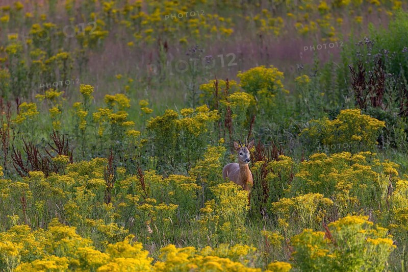 Roebuck (Capreolus capreolus) in the last evening light in a meadow with ragwort, dangerous, flower meadow, summer coat, July, Germany