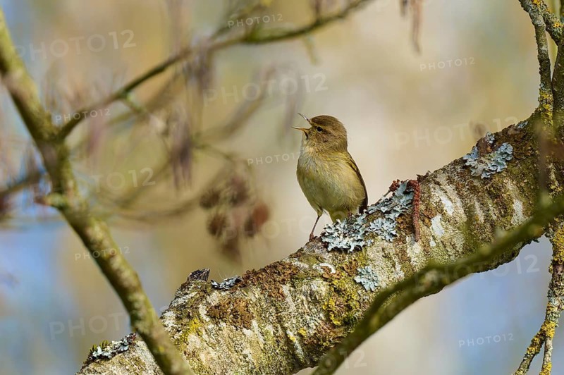 A small bird sits singing on a mossy branch in a blurred spring scene, chiffchaff (Phylloscopus collybita), spring, bird island, Altmühlsee, Muhr am See, Gunzenhausen, Franconian Lake District, Bavaria, Germany