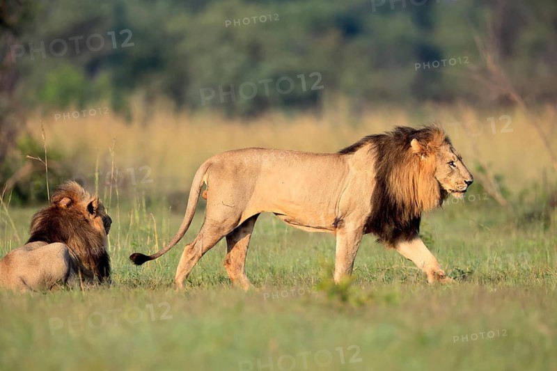 Lion (Panthera leo), adult, male, running, two brothers, alert, Pilanesberg National Park, North West Province, South Africa