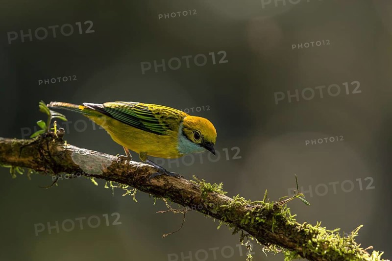 Silver-throated Tanager (Tangara icterocephala) perched on a branch, Alambi, Ecuador