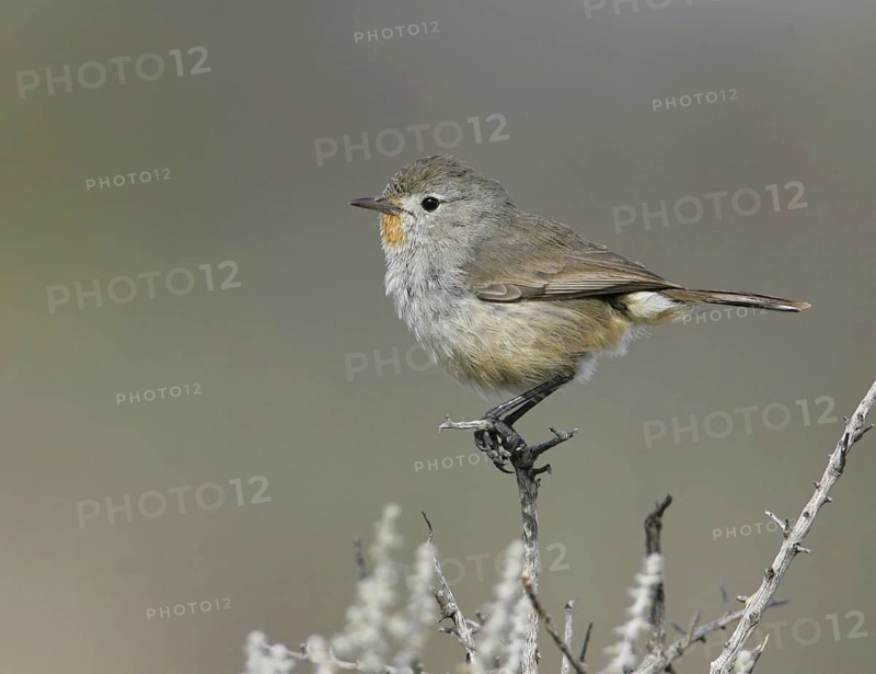 Redthroat (Pyrrholaemus brunneus), New South Wales, Australia
