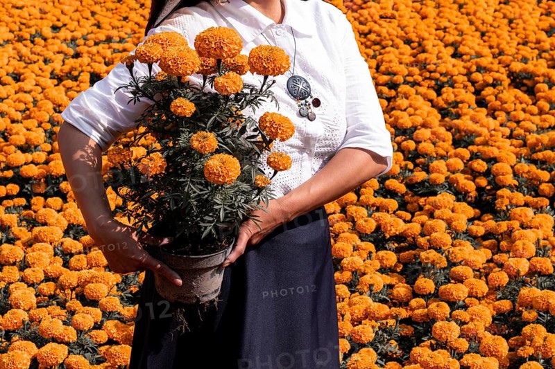 A woman holds a pot of vibrant cempasuchil flowers, surrounded by a vast field of these orange blooms in Xochimilco, Mexico, traditionally used in Day of the Dead altars