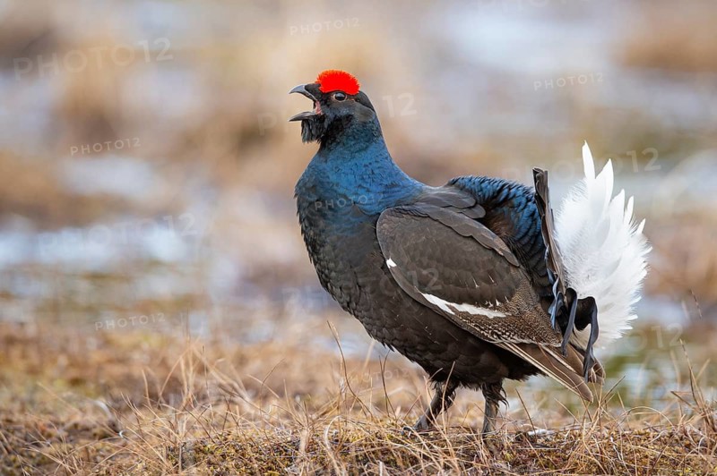 Black grouse (Lyrurus tetrix), black grouse courtship in Sweden, Fågelsjö, Gävleborgs län, Sweden