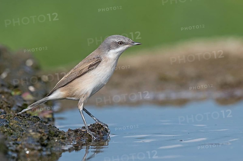 Lesser Whitethroat (Sylvia curruca) at waterhole, Aosta Valley, Italy