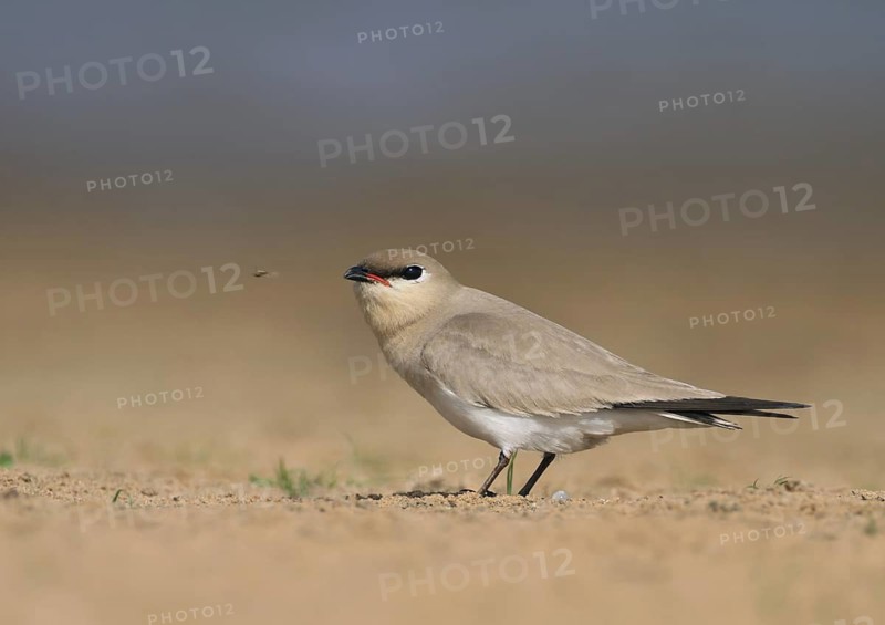 Small Pratincole (Glareola lactea), Uttar Pradesh, India