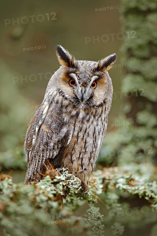 Long-eared Owl sitting on the branch in the fallen larch forest during autumn. Owl in nature wood nature habitat. Bird sitting on the tree, long ears. Owl hunting. Green lichen Hypogymnia physodes