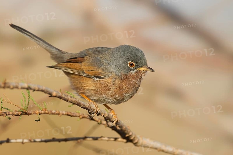 Tristrams Warbler - Atlasgrasmücke - Sylvia deserticola, Morocco, adult