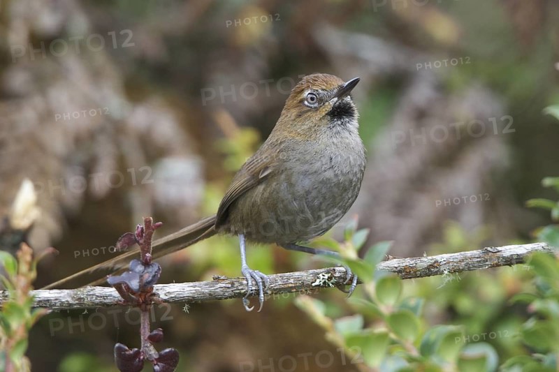Black-throated Thistletail (Schizoeaca harterti) perched on a branch in Bolivia, South America