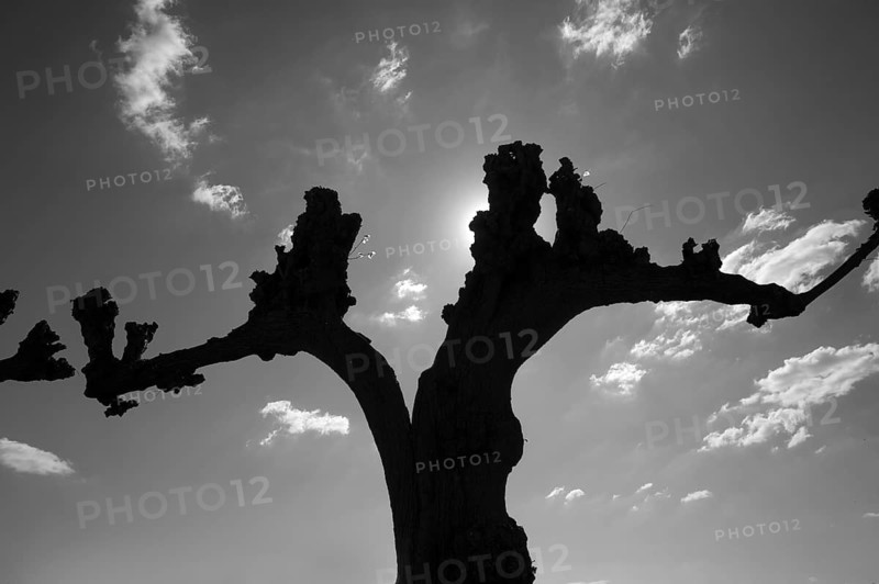 Silhouette of a trimmed Tilia × europaea lime tree (Tilia × europaea) in the Festonallee against the light, Bothmar Castle, black and white, Klütz, Mecklenburg-Western Pomerania, Germany