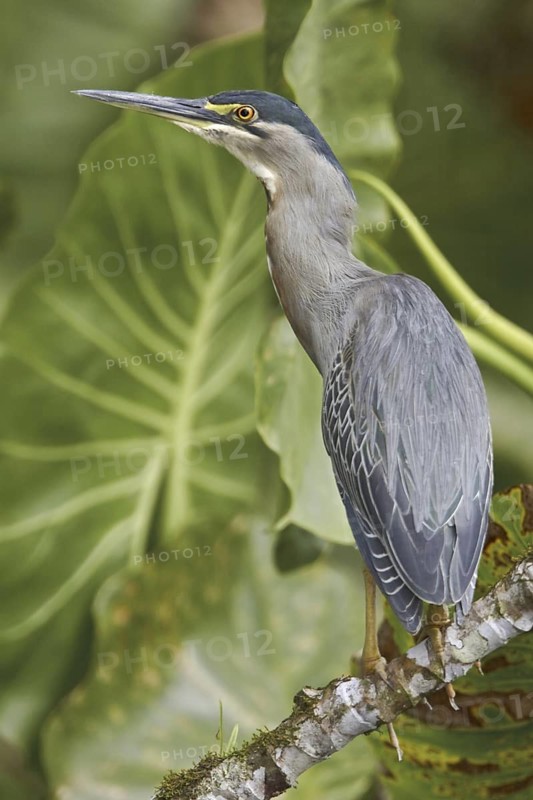 Striated Heron (Butorides striata), Ecuador