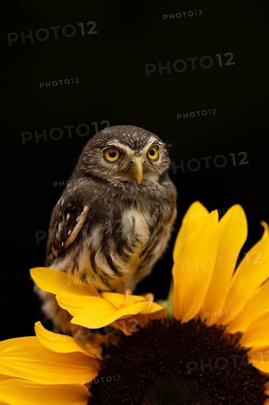 Eurasian Pygmy Owl (Glaucidium passerinum) captive, Bavaria, Germany