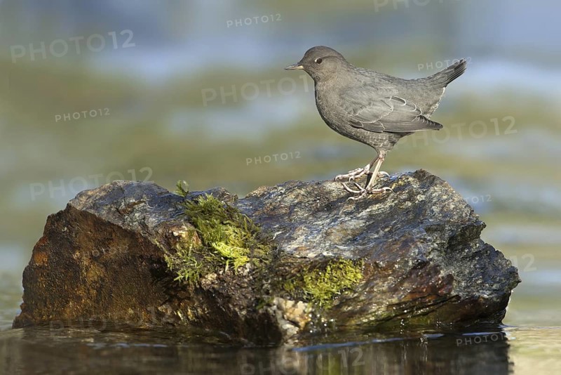 American Dipper (Cinclus mexicanus), British Columbia, Canada