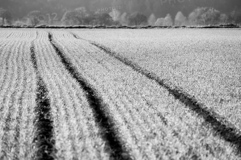 Agricultural field, Oberweser, Upper Weser Valley, Weser Uplands, Weserbergland, Hesse, Germany