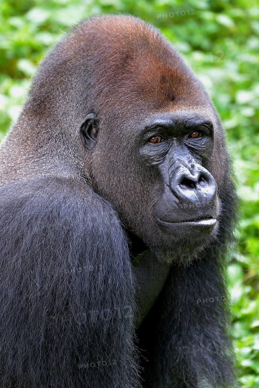 Western Lowland Gorilla (Gorilla gorilla gorilla), animal portrait, male, Silverback, captive, South-West Region, Cameroon