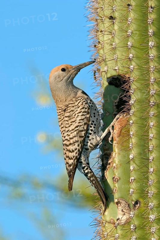 Gilded Flicker Colaptes auratus Tucson, Pima Co., ARIZONA, USA 26 April Adult Female Picidae