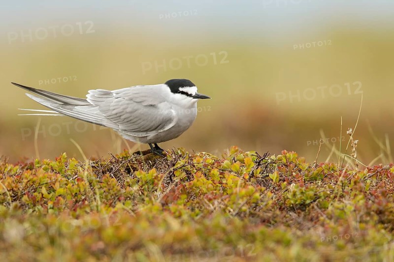 Aleutian Tern (Onychoprion aleuticus) perched on the tundra in Nome, Alaska