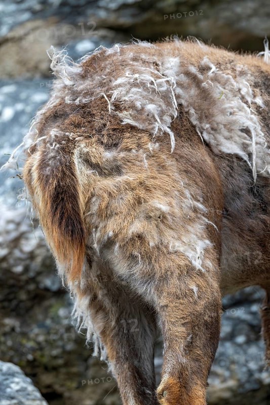 Alpine ibex (Capra ibex), changing from winter coat to summer coat, Alpine Zoo, Innsbruck, Tyrol, Austria