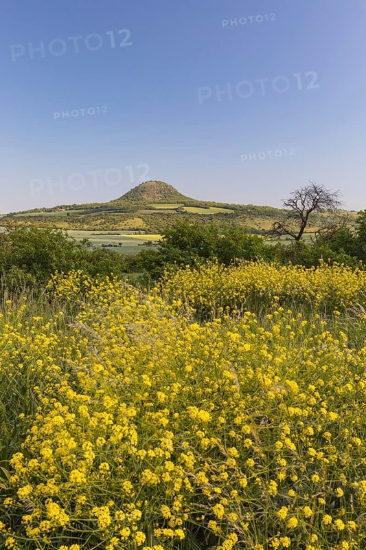 Mila mountain (nature conservancy area in Rana u Loun, on a sunny day. Yellow plants blooming in the foreground. Blue sky with no clouds. Ustecky kraj, Czech Republic