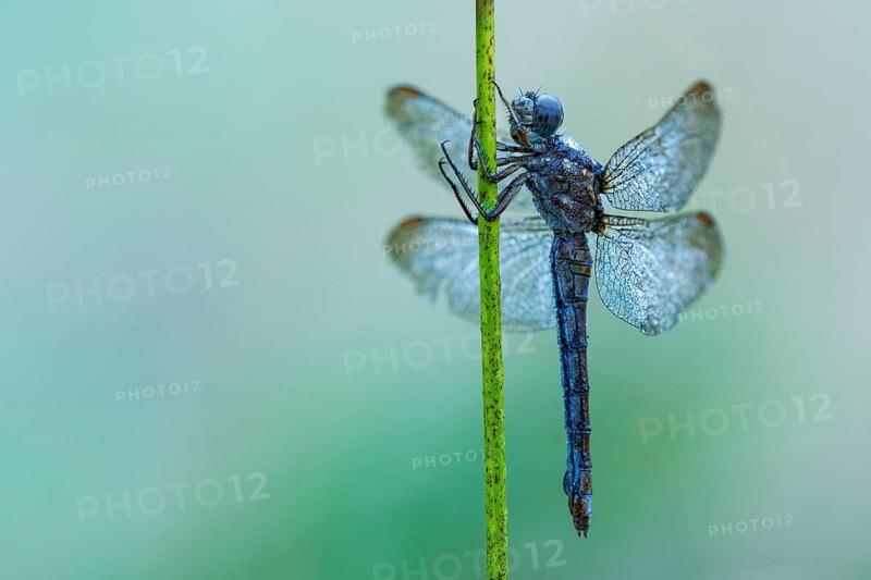 Marsh dragonfly (Sympetrum depressiusculum), Ahlhorn, Lower Saxony, Germany