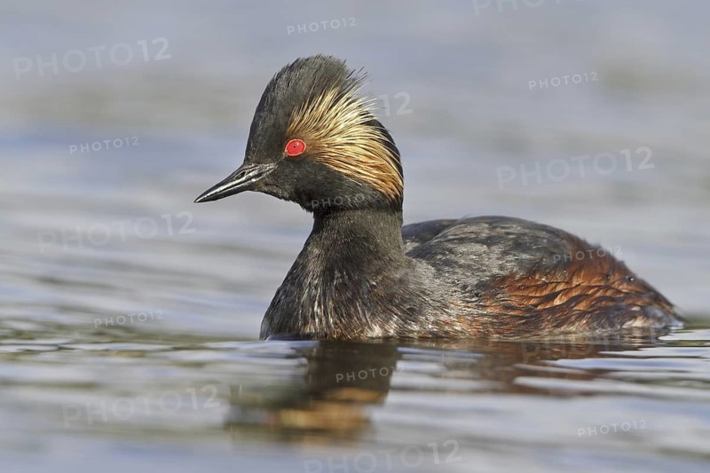 Black-necked Grebe (Podiceps nigricollis), British Columbia, Canada